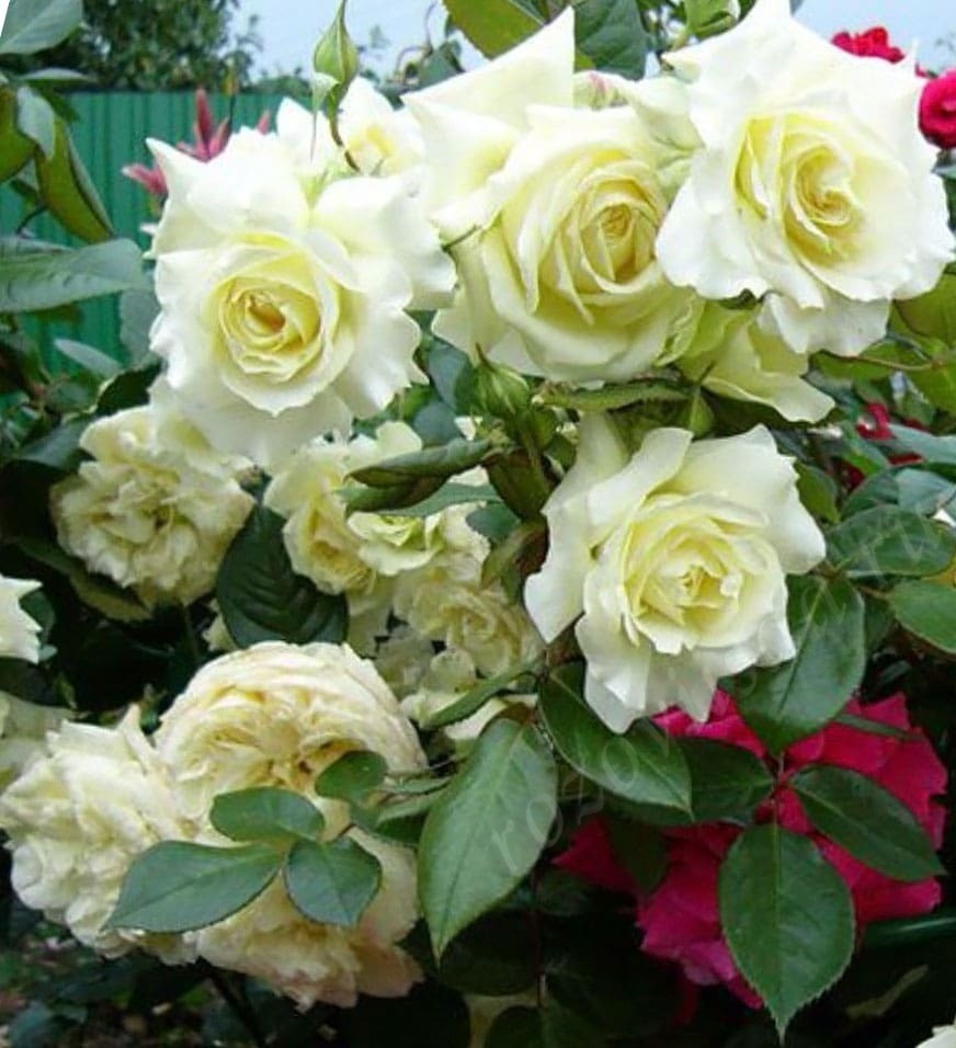 Плетистая роза эльф фото и описание сорта